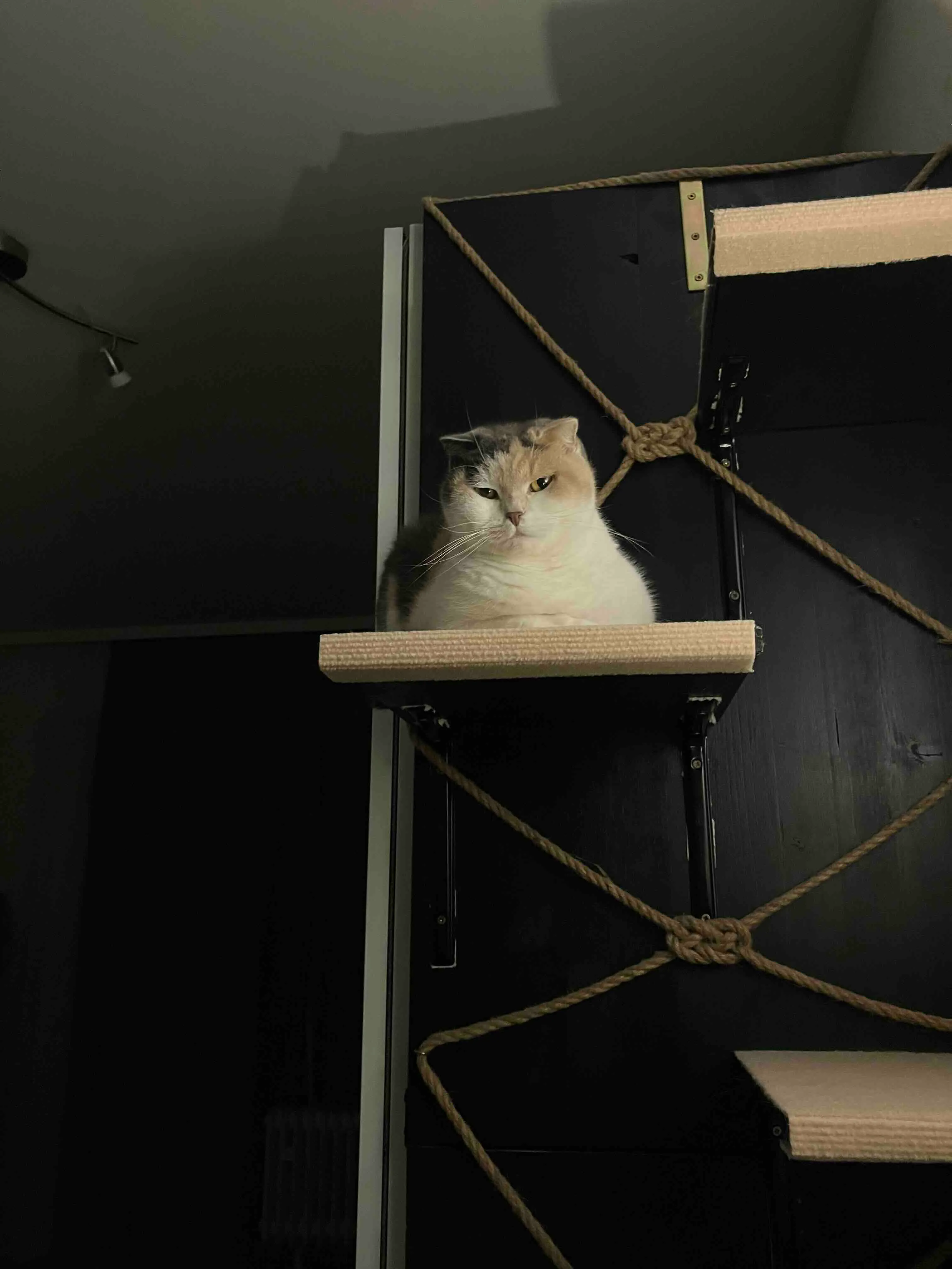 Emmy